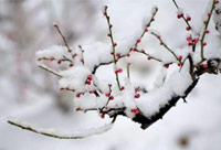 雪去春來(lái)，喜迎新一年